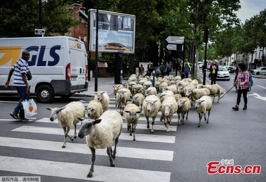 An urban farmer crosses a street with a herd of sheep in Aubervilliers, north of Paris, on June 13, 2018 as part of a cattle drive. (Photo/Agencies)