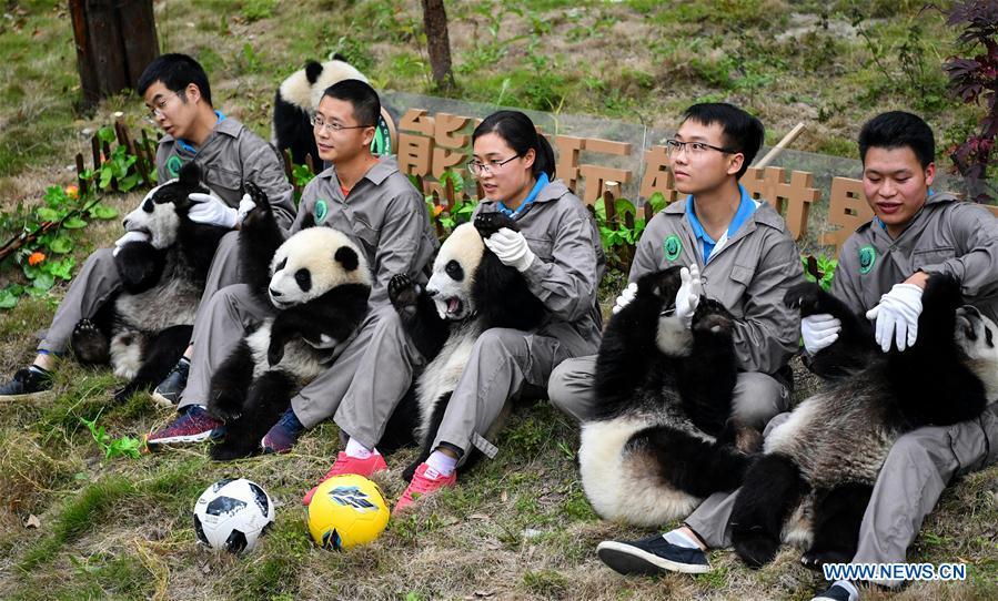 Giant pandas less than one year old take part in a football-themed party at the Shenshuping base of the Wolong giant panda protection and research center in southwest China\'s Sichuan Province June 10, 2018. (Xinhua/Zhang Chaoqun)