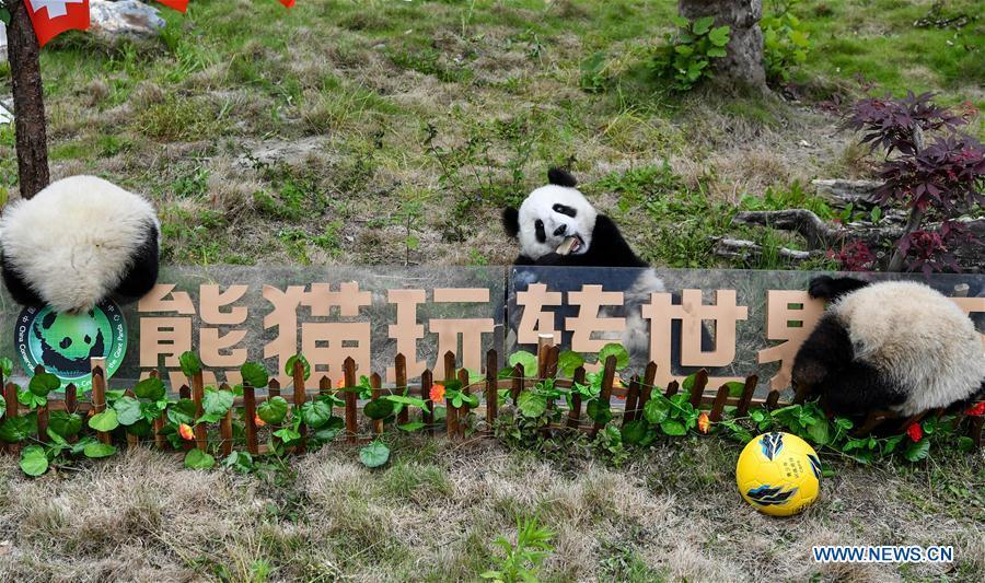 Giant pandas less than one year old take part in a football-themed party at the Shenshuping base of the Wolong giant panda protection and research center in southwest China\'s Sichuan Province June 10, 2018. (Xinhua/Zhang Chaoqun)