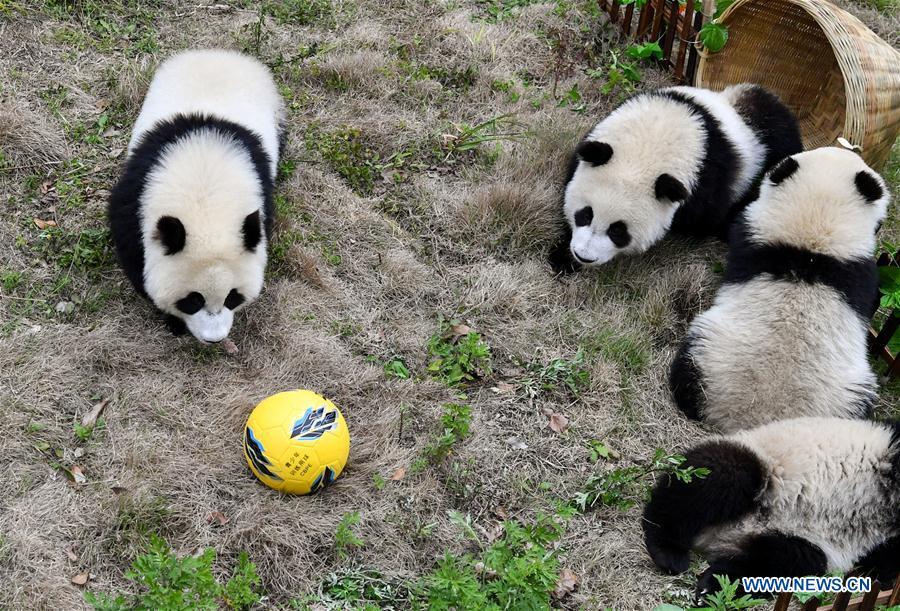 Giant pandas less than one year old take part in a football-themed party at the Shenshuping base of the Wolong giant panda protection and research center in southwest China\'s Sichuan Province June 10, 2018. (Xinhua/Zhang Chaoqun)