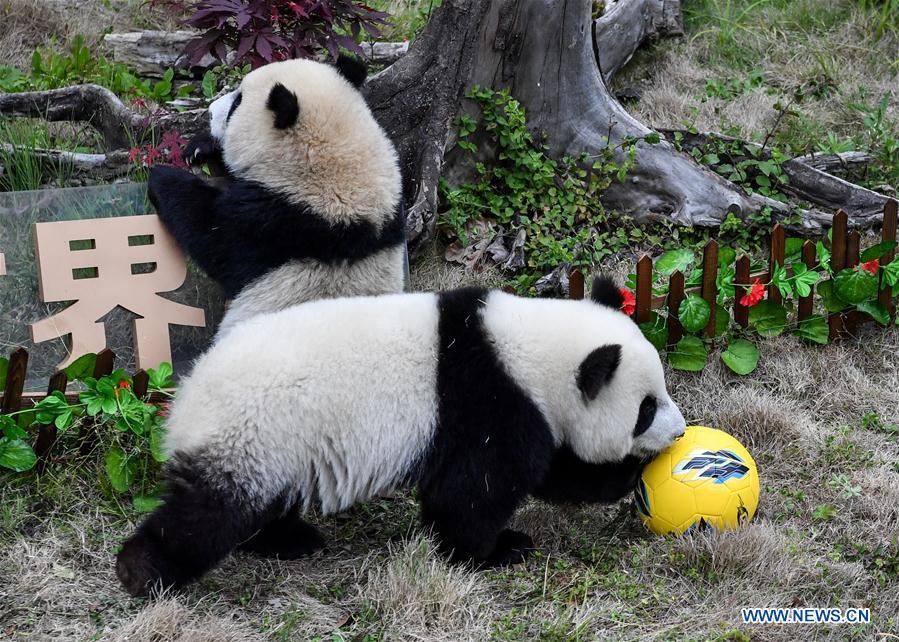 Giant pandas less than one year old take part in a football-themed party at the Shenshuping base of the Wolong giant panda protection and research center in southwest China\'s Sichuan Province June 10, 2018. (Xinhua/Zhang Chaoqun)