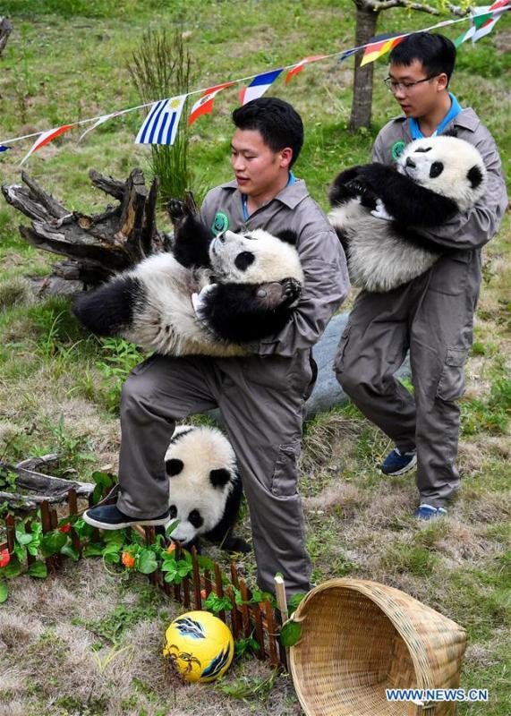 Giant pandas less than one year old take part in a football-themed party at the Shenshuping base of the Wolong giant panda protection and research center in southwest China\'s Sichuan Province June 10, 2018. (Xinhua/Zhang Chaoqun)