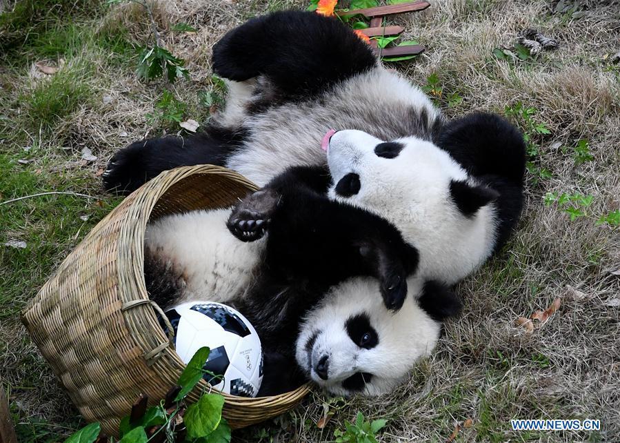 Giant pandas less than one year old take part in a football-themed party at the Shenshuping base of the Wolong giant panda protection and research center in southwest China\'s Sichuan Province June 10, 2018. (Xinhua/Zhang Chaoqun)