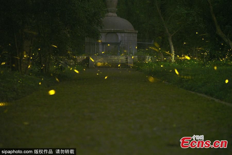 Fireflies glow around the Linggu Temple in Nanjing City, capital of East China’s Jiangsu Province. (Photo/Sipaphoto)