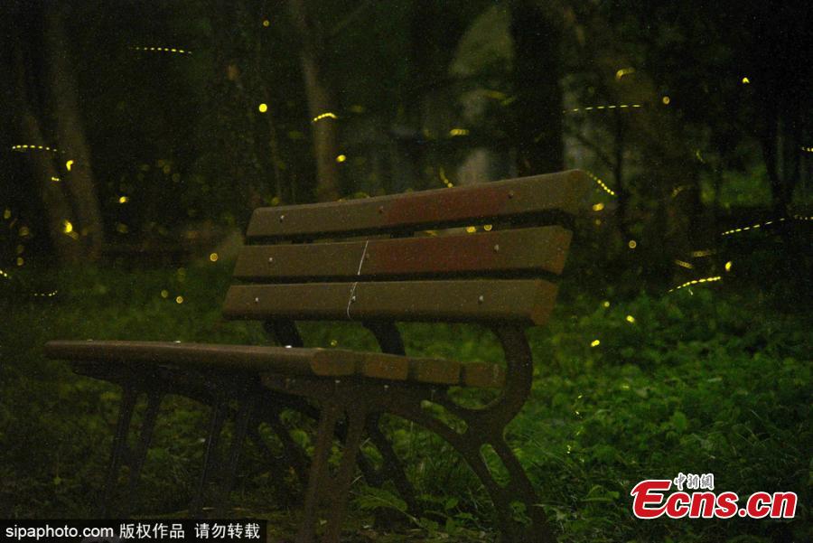 Fireflies glow around the Linggu Temple in Nanjing City, capital of East China’s Jiangsu Province. (Photo/Sipaphoto)