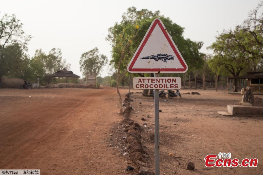 A road sign warning of crocodiles is pictured on May 19, 2018 in Bazoule, a village which happily shares its local pond with \'sacred\' crocodiles. Crocodiles may be one of the deadliest hunters in the animal kingdom, but in a small village in Burkina Faso it is not unusual to see someone sitting atop one of the fearsome reptiles. According to local legend, the startling relationship with the predators dates back to at least the 15th century. The village was in the grip of an agonizing drought until the crocodiles led women to a hidden pond where the population could slake their thirst. (Photo/Agencies)