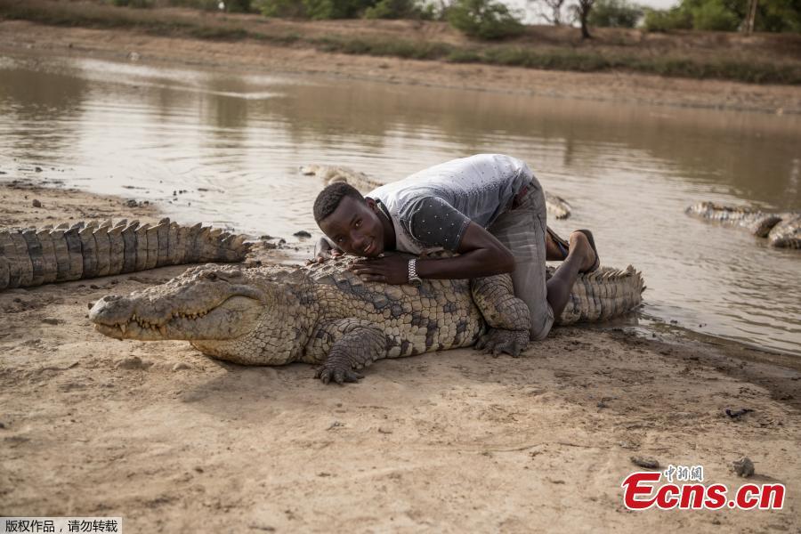 A boy leans on the back of a crocodile on May 19, 2018 at a pond in Bazoule in Burkina Faso, a village which happily shares its local pond with \'sacred\' crocodiles. Crocodiles may be one of the deadliest hunters in the animal kingdom, but in a small village in Burkina Faso it is not unusual to see someone sitting atop one of the fearsome reptiles. According to local legend, the startling relationship with the predators dates back to at least the 15th century. The village was in the grip of an agonizing drought until the crocodiles led women to a hidden pond where the population could slake their thirst. (Photo/Agencies)