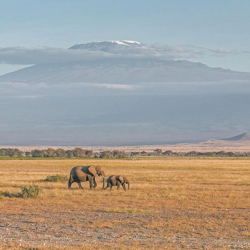 An adult female elephant and her baby in the Amboseli National Park near the foothills of Mount Kilimanjaro. (PHOTO BY XIE SONGXIN/CHINA DAILY)

Day 4

A two-hour drive after breakfast will see you arrive at the Lake Nakuru National Park, a bird lover\'s haven since it has more than 500 species, including one of the largest gatherings of long-crested eagles in the world. The park is home to rhinos, lions, leopards, hippos and the endangered Rothschild\'s giraffe.

The park is also where the other great migration happens.

Every year in Kenya, from April through June, flamingos make their annual migration and descend upon Lake Nakuru and Lake Bogoria, blanketing the water in pink. They flock to the lakes because of the high alkalinity of water that nurtures algae for their chicks.

Day 5

Up to seven hours by road will take you across scenic fields of wheat and barley to Masai Mara.

The 82-km road linking the nearest town of Narok to the park gate, once considered a rough terrain, is being constructed by China Wu Yi Co Ltd, a Fujian-based property enterprise.

Estimated to cost $19.9 million, the Narok-Sekenani road is scheduled to be completed in April. New bridges are being constructed, promising to cut down travel time by more than three hours.

The firm also manages the Loita Plains hotel, conveniently located along the road.

The hotel has a Chinese chef who whips up authentic cuisine for visitors after a long ride costing an average of $20 per person. It is better to call in advance to ensure that they expect your arrival.

The hotel has cozy rooms for visitors who are on a budget and would like to linger more for Chinese hospitality. Rooms go for $60 per night.

Alternatively, one can proceed to the Mara Serena, located inside the park. Another option is the AA Lodges with tented camps, and a game drive after the checking in.

The park is renowned for the annual wildebeest migration, a natural wonder. The herds make the perilous journey from Tanzania\'s Serengeti National Park to Kenya\'s Masai Mara National Reserve from the months of July to September.

One can view the wildebeest on the banks of the Mara River, where tensions build over days before and the herds start crossing and dodging the waiting crocodiles.

But one might not catch the spectacle during their stay in the park as nature is unpredictable.

The park, however, offers other attractions such as the black mane lion, elephants and buffalo, three of the \
