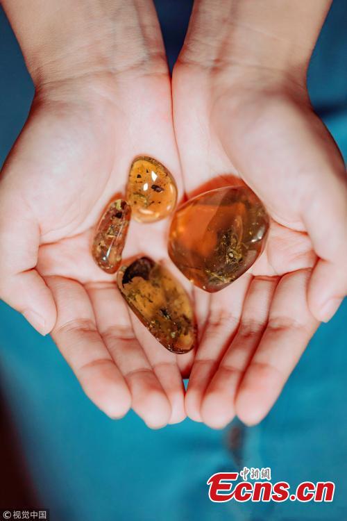 A view of four fossil frog specimens found in mid-Cretaceous amber deposits from Kachin State, Myanmar. Researchers from China and the United States including Xing Lida, Edward Stanley, Bai Ming and David Blackburn have published research on fossil frog specimens discovered intact in Cretaceous-era amber from Myanmar. It\'s the earliest direct evidence of frogs in wet tropical forests. The specific epithet, limoae, is a matronym in the genitive singular for Mrs Li Mo, who purchased and provided the specimens for study. (Photo/VCG)