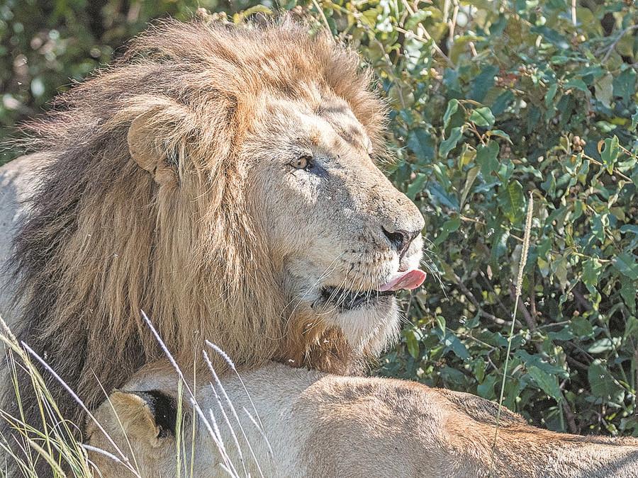 A lion lies in a bush in Masai Mara. Lions, together with elephants, buffaloes, leopards and rhinos, are the park\'s main inhabitants. (PHOTO BY XIE SONGXIN/CHINA DAILY)

Day 2

An early morning departure from Nairobi will help tourists arrive at lunchtime in Amboseli National Park.

The park is famous for being the best place in Africa to get a close view of elephants among other wildlife species at the foothills near Mount Kilimanjaro, the dormant volcano in the neighboring country of Tanzania.

Other attractions in Amboseli include a visit to the Masai cultural village for an experience of the old culture.

The Amboseli Lodge, located 2 km or so from the park, has rustic cottages in the middle of nowhere, and one can get an online deal as low as only 705 yuan ($110) per night.

Day 3

After breakfast, a six-hour drive will get you to Naivasha in western Kenya\'s Rift Valley, where you can eat lunch at Naivasha Country Club hotel.

Relax in the afternoon by visiting Hell\'s Gate National Park known to be the only national park in Kenya, where you can choose to drive, walk or cycle to spice up your excursion.

A boat ride on Lake Naivasha can make your visit even better by allowing you to watch a variety of birds and hippos in the area.