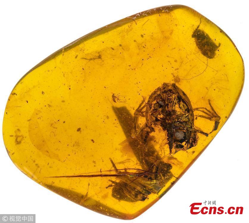 An image of a fossil frog specimen that is being referred to as a new species, Electrorana limoae. Researchers from China and the United States including Xing Lida, Edward Stanley, Bai Ming and David Blackburn have published research on fossil frog specimens discovered intact in Cretaceous-era amber from Myanmar. It\'s the earliest direct evidence of frogs in wet tropical forests. The specific epithet, limoae, is a matronym in the genitive singular for Mrs Li Mo, who purchased and provided the specimens for study. (Photo/VCG)