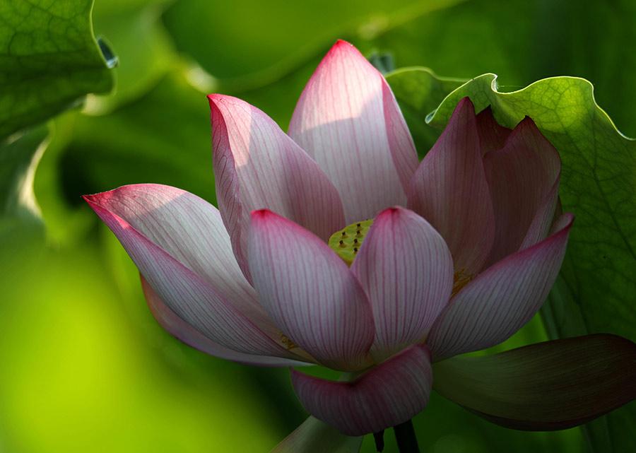 A beautiful pink lotus flower blossoms in a park in Huangshan city, East China\'s Anhui Province, June 18, 2018. The flowers are lush and softly brilliant, serving as a bright accent to this tranquil summer scene. (Photo/Asianewsphoto)