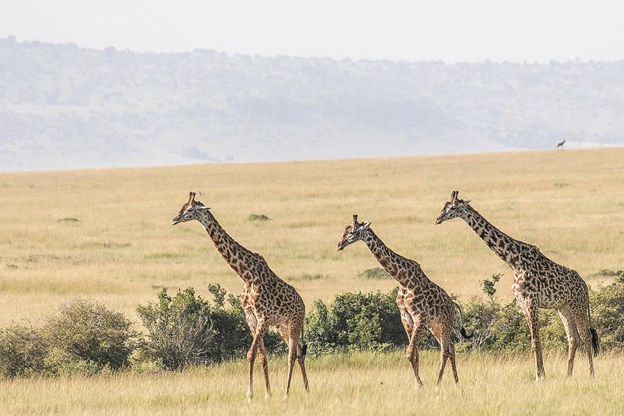 Giraffes wander in the Rift Valley savannah in Kenya\'s Masai Mara National Reserve. (PHOTO BY XIE SONGXIN/CHINA DAILY)

With hundreds of thousands of animals expected to arrive in Kenya\'s Masai Mara National Reserve to graze later this month, in a phenomenon in East Africa known as the great migration, the country\'s tourism officials have intensified efforts to attract Chinese tourists.

Last year, some 53,485 Chinese tourists visited Kenya, an increase of about 12 percent over 2016 and making China the fifth largest source market for Kenya.

The Magical Kenya campaign has been launched online by Kenya Tourism Board and it is promoting activities such as safari tours in Masai Mara. The government agency has also opened an official account on Chinese app WeChat and has uploaded a promotional video on Chinese streaming site Youku.

Usually it takes at least 15 hours to fly from China to Kenya. There are two weekly flights from Guangzhou to Nairobi, and a third is expected in July.

That country\'s immigration department has trained officers to speak in Mandarin so that the process of granting visas at airports there is hastened.

\