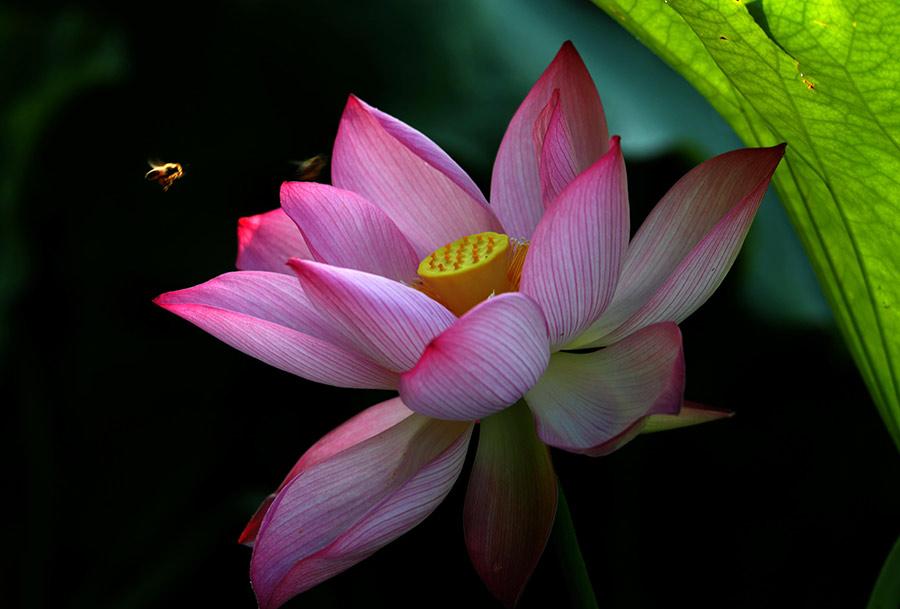 A beautiful pink lotus flower blossoms in a park in Huangshan city, East China\'s Anhui Province, June 18, 2018. The flowers are lush and softly brilliant, serving as a bright accent to this tranquil summer scene. (Photo/Asianewsphoto)
