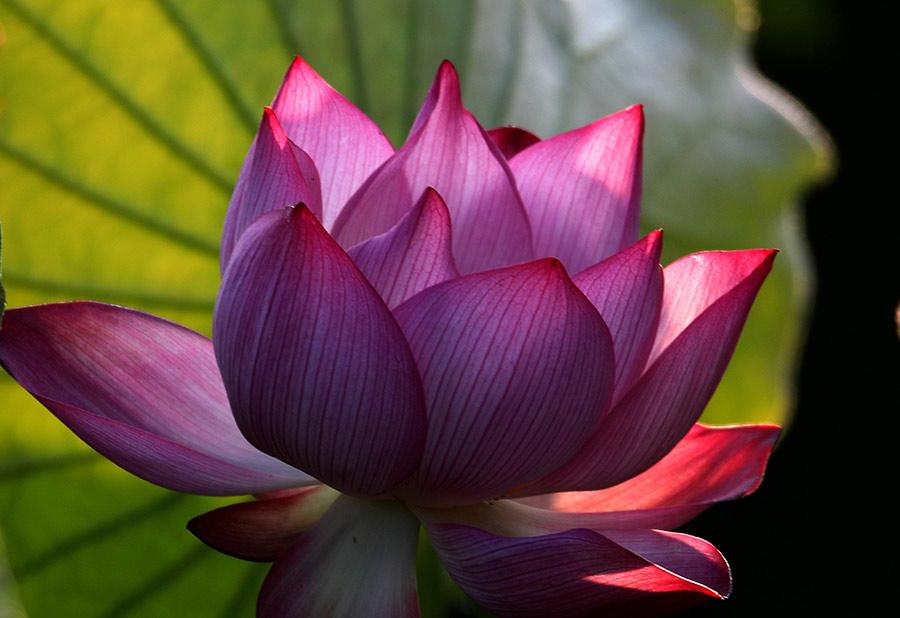 A beautiful pink lotus flower blossoms in a park in Huangshan city, East China\'s Anhui Province, June 18, 2018. The flowers are lush and softly brilliant, serving as a bright accent to this tranquil summer scene. (Photo/Asianewsphoto)