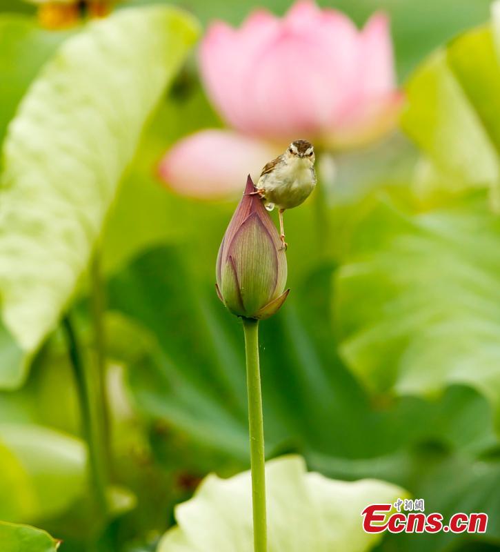 A bird on a lotus flower in bloom in Wufu Town, Wuyishan City, East China’s Fujian Province. Wufu Town is famous as the hometown of Zhu Xi, a Chinese philosopher of the Song Dynasty (960-1279). (Photo: China News Service/Qiu Ruquan)