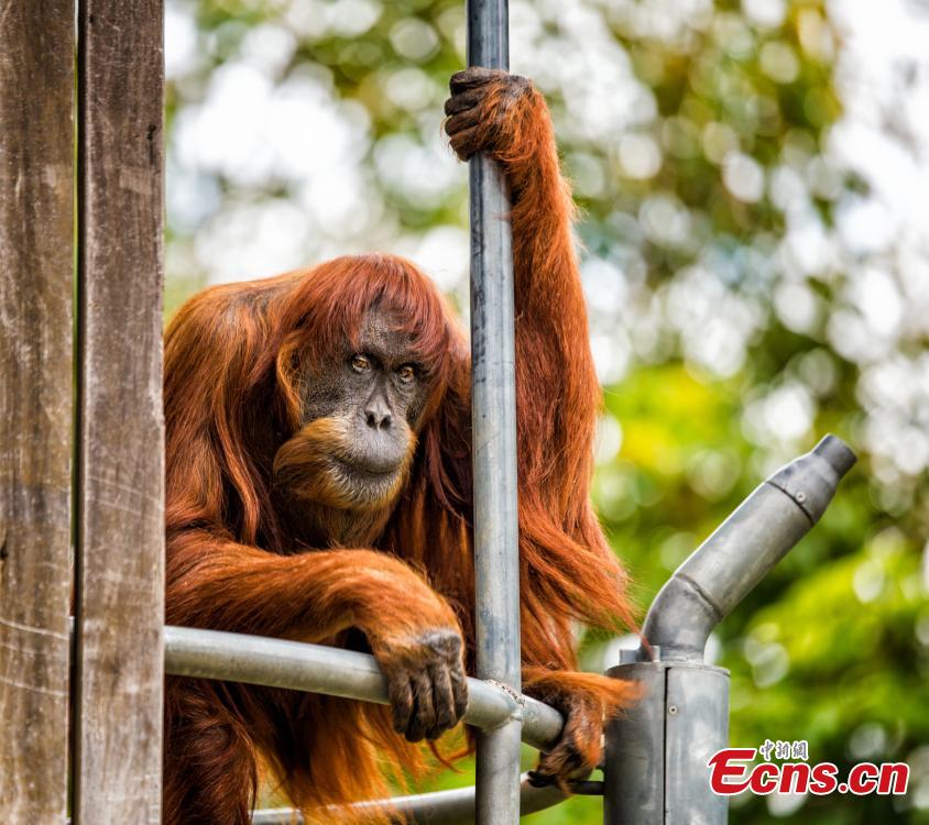 Puan, the world\'s oldest Sumatran orangutan, died at Perth Zoo, aged 62 years old, on June 18, 2018. The female primate was the matriarch of an incredible family tree, with 11 children and 54 descendants spread across the globe. Born in 1956, she was noted by the Guinness Book of Records as being the oldest verified Sumatran orangutan in the world in 2016. (Photo/IC)