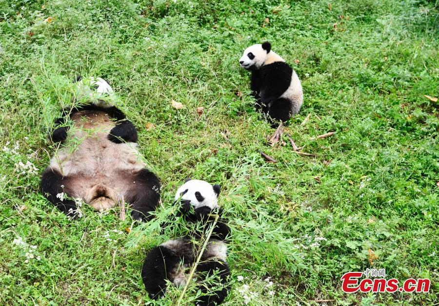 Giant panda Haizi and its twin cubs play at the Dujiangyan Base of China Conservation and Research Center for Giant Pandas in Southwest China’s Sichuan Province, June 19, 2018. (Photo: China News Service/An Yuan)