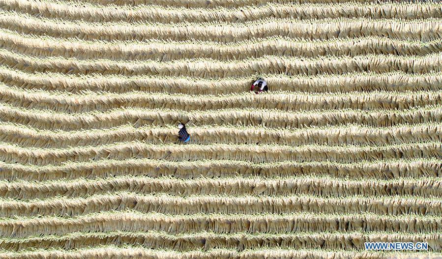 Aerial photo taken on June 19, 2018 shows staffs managing brooms basked in the sun at a broom professional cooperative in Maozhuang Town of Laoting County, north China\'s Hebei Province. Maozhuang Town has a long history in handmade brooms. In recent years, the town has set up several professional cooperatives on broom to manage this specialty industry intensively. At present, brooms produced in the town have been sold to many foreign markets such as South Korea and Japan, with annual export earnings reaching over 20 million yuan (3.09 mln U.S. dollars). (Xinhua/Mu Yu)