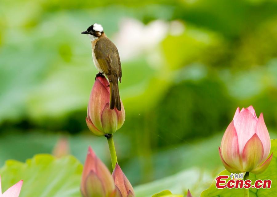 A bird on a lotus flower in bloom in Wufu Town, Wuyishan City, East China’s Fujian Province. Wufu Town is famous as the hometown of Zhu Xi, a Chinese philosopher of the Song Dynasty (960-1279). (Photo: China News Service/Qiu Ruquan)