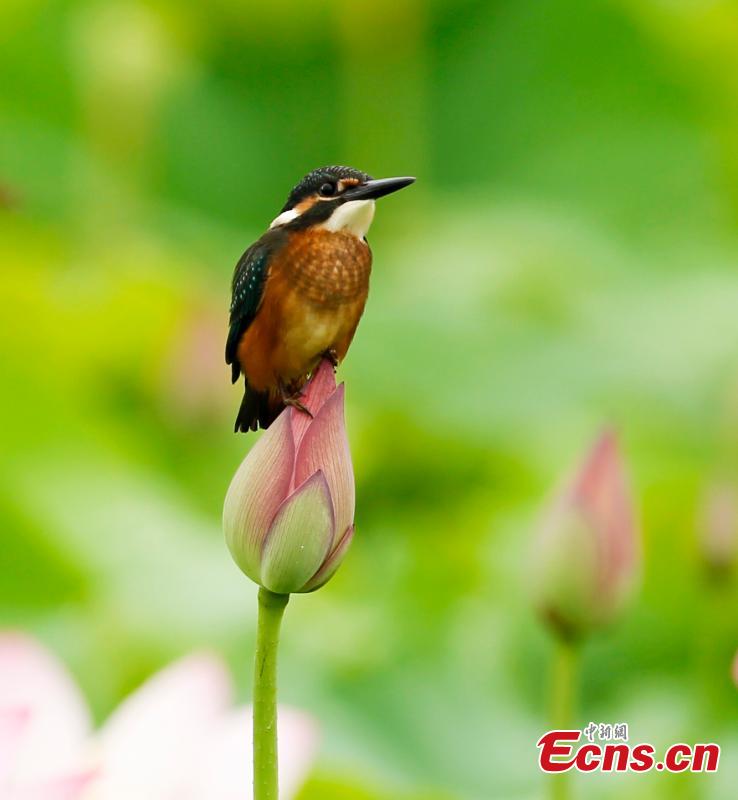 A bird on a lotus flower in bloom in Wufu Town, Wuyishan City, East China’s Fujian Province. Wufu Town is famous as the hometown of Zhu Xi, a Chinese philosopher of the Song Dynasty (960-1279). (Photo: China News Service/Qiu Ruquan)