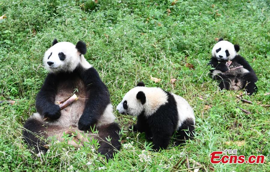 Giant panda Haizi and its twin cubs play at the Dujiangyan Base of China Conservation and Research Center for Giant Pandas in Southwest China’s Sichuan Province, June 19, 2018. (Photo: China News Service/An Yuan)