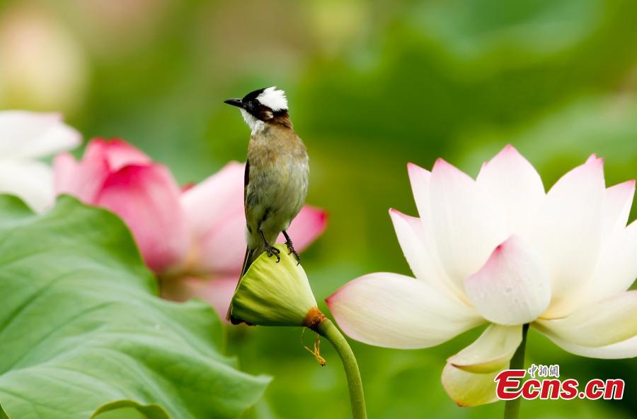 A bird on a lotus flower in bloom in Wufu Town, Wuyishan City, East China’s Fujian Province. Wufu Town is famous as the hometown of Zhu Xi, a Chinese philosopher of the Song Dynasty (960-1279). (Photo: China News Service/Qiu Ruquan)