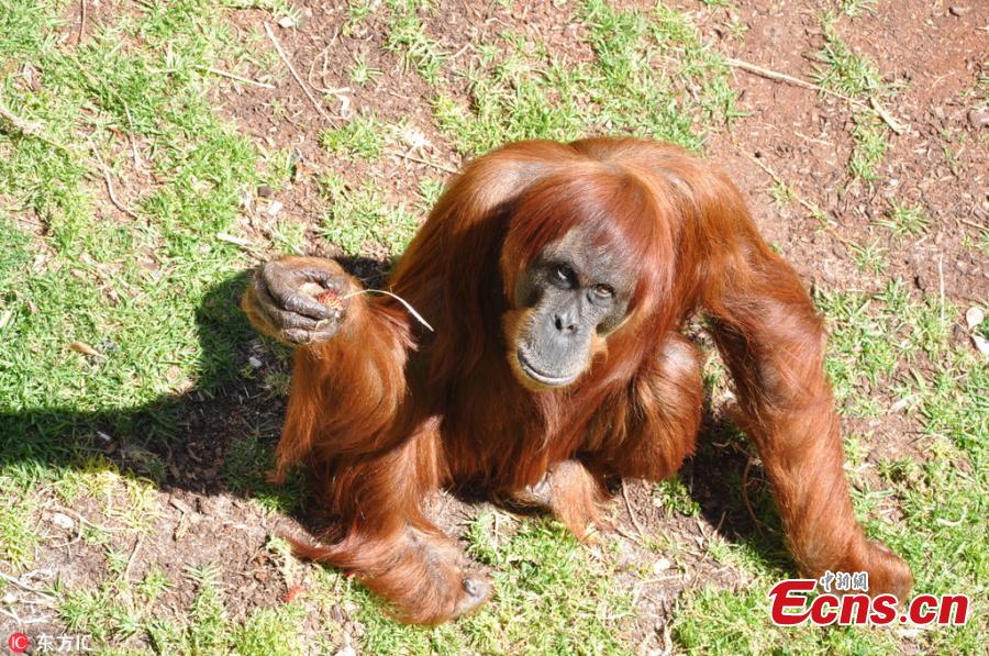 Puan, the world\'s oldest Sumatran orangutan, died at Perth Zoo, aged 62 years old, on June 18, 2018. The female primate was the matriarch of an incredible family tree, with 11 children and 54 descendants spread across the globe. Born in 1956, she was noted by the Guinness Book of Records as being the oldest verified Sumatran orangutan in the world in 2016. (Photo/IC)