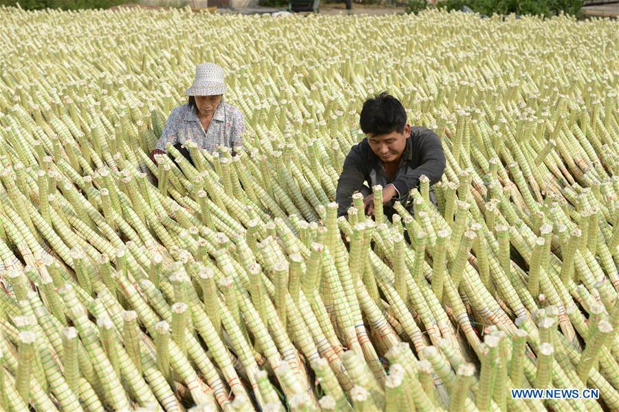 A man makes a broom at a broom professional cooperative in Maozhuang Town of Laoting County, north China\'s Hebei Province, June 19, 2018. Maozhuang Town has a long history in handmade brooms. In recent years, the town has set up several professional cooperatives on broom to manage this specialty industry intensively. At present, brooms produced in the town have been sold to many foreign markets such as South Korea and Japan, with annual export earnings reaching over 20 million yuan (3.09 mln U.S. dollars). (Xinhua/Mu Yu)