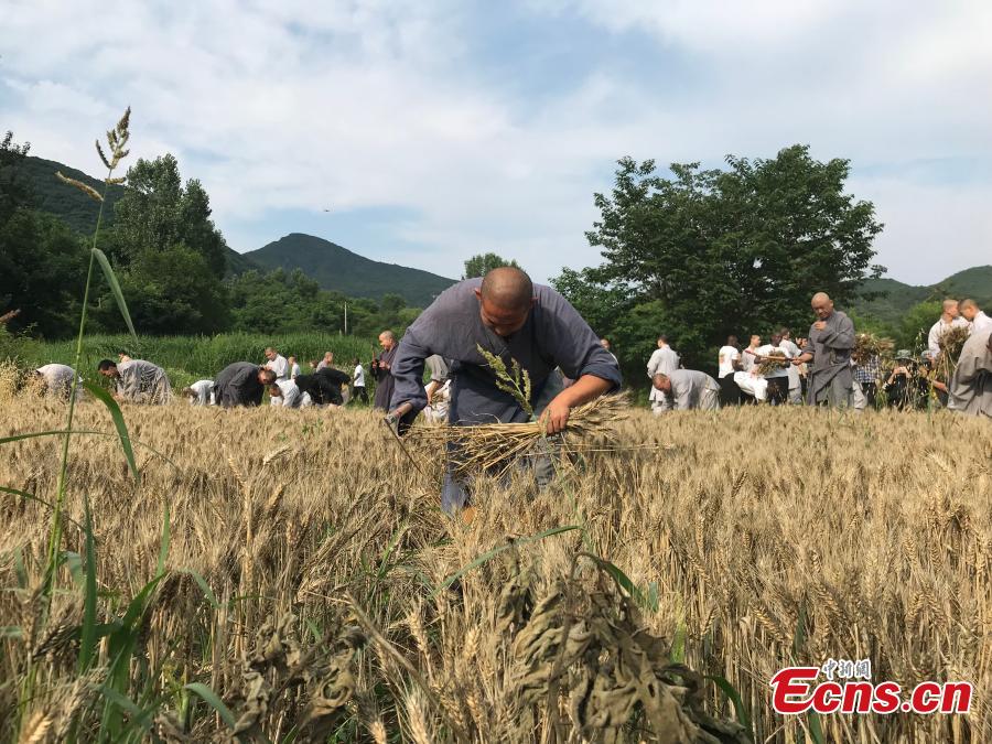 Monks from the Shaolin Temple harvest wheat at a farm in Dengfeng, Henan Province, June 21, 2018. A total of 120 mu, equivalent to eight hectares, of farmland was planted with wheat this year. (Photo: China News Service/Han Zhangyun)