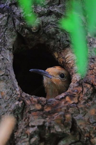A hoopoe feeds its baby in Jingyuetan National Forest Park in Changchun, capital of Jilin Province. The hoopoe is a colorful bird notable for its distinctive feather crown. It is seen as a symbol of harmony and happiness in China. The photographer caught the precious moments that show the intimacy between the mother and the baby. (Photo by Li Changchun/for chinadaily.com.cn)
