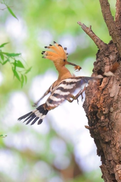 A hoopoe feeds its baby in Jingyuetan National Forest Park in Changchun, capital of Jilin Province. The hoopoe is a colorful bird notable for its distinctive feather crown. It is seen as a symbol of harmony and happiness in China. The photographer caught the precious moments that show the intimacy between the mother and the baby. (Photo by Li Changchun/for chinadaily.com.cn)