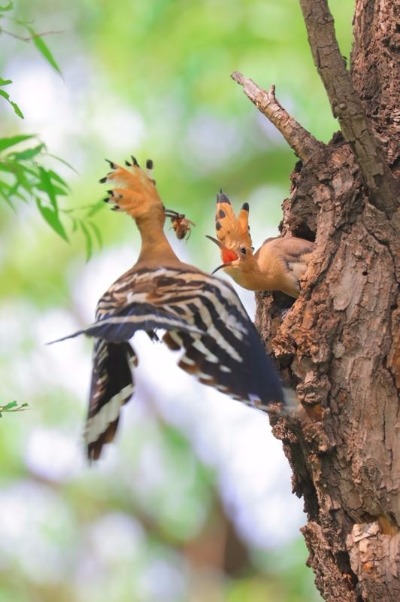 A hoopoe feeds its baby in Jingyuetan National Forest Park in Changchun, capital of Jilin Province. The hoopoe is a colorful bird notable for its distinctive feather crown. It is seen as a symbol of harmony and happiness in China. The photographer caught the precious moments that show the intimacy between the mother and the baby. (Photo by Li Changchun/for chinadaily.com.cn)