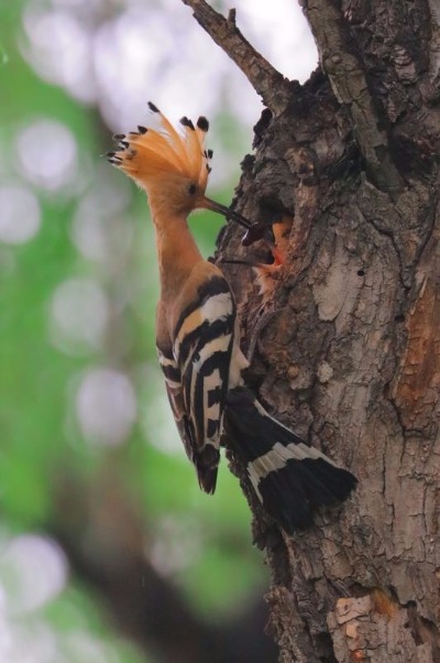 A hoopoe feeds its baby in Jingyuetan National Forest Park in Changchun, capital of Jilin Province. The hoopoe is a colorful bird notable for its distinctive feather crown. It is seen as a symbol of harmony and happiness in China. The photographer caught the precious moments that show the intimacy between the mother and the baby. (Photo by Li Changchun/for chinadaily.com.cn)