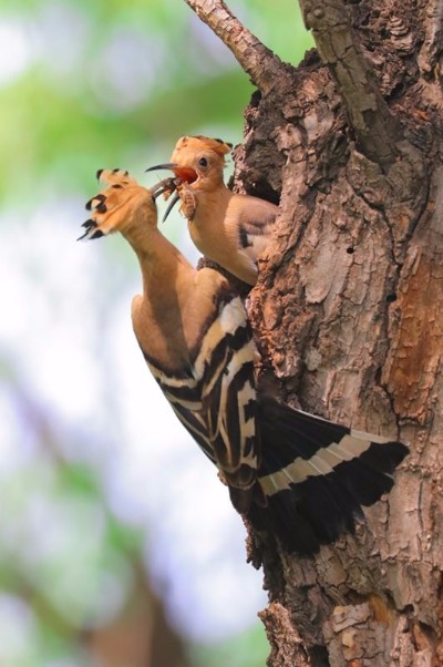 A hoopoe feeds its baby in Jingyuetan National Forest Park in Changchun, capital of Jilin Province. The hoopoe is a colorful bird notable for its distinctive feather crown. It is seen as a symbol of harmony and happiness in China. The photographer caught the precious moments that show the intimacy between the mother and the baby. (Photo by Li Changchun/for chinadaily.com.cn)