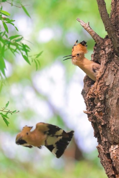 A hoopoe feeds its baby in Jingyuetan National Forest Park in Changchun, capital of Jilin Province. The hoopoe is a colorful bird notable for its distinctive feather crown. It is seen as a symbol of harmony and happiness in China. The photographer caught the precious moments that show the intimacy between the mother and the baby. (Photo by Li Changchun/for chinadaily.com.cn)