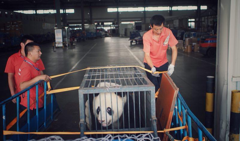 Workers move giant panda Weiwei in a cage, June 20, 2018. The giant panda returned to Sichuan Province from Wuhan, Central China\'s Hubei Province. (Photo/chinadaily.com.cn)