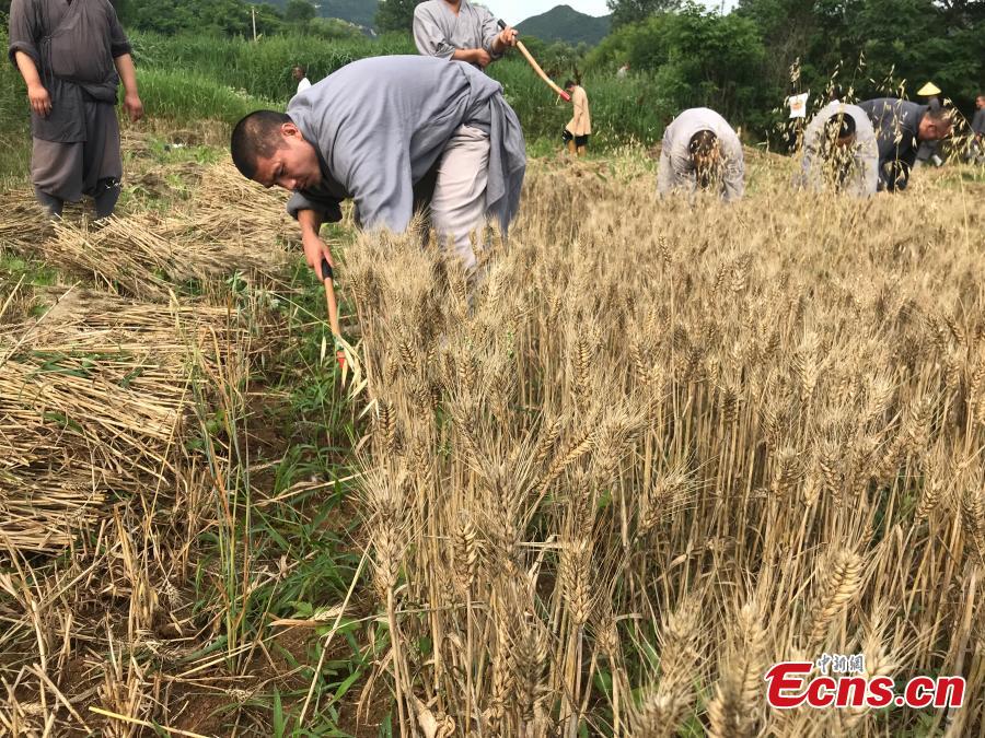 Monks from the Shaolin Temple harvest wheat at a farm in Dengfeng, Henan Province, June 21, 2018. A total of 120 mu, equivalent to eight hectares, of farmland was planted with wheat this year. (Photo: China News Service/Han Zhangyun)