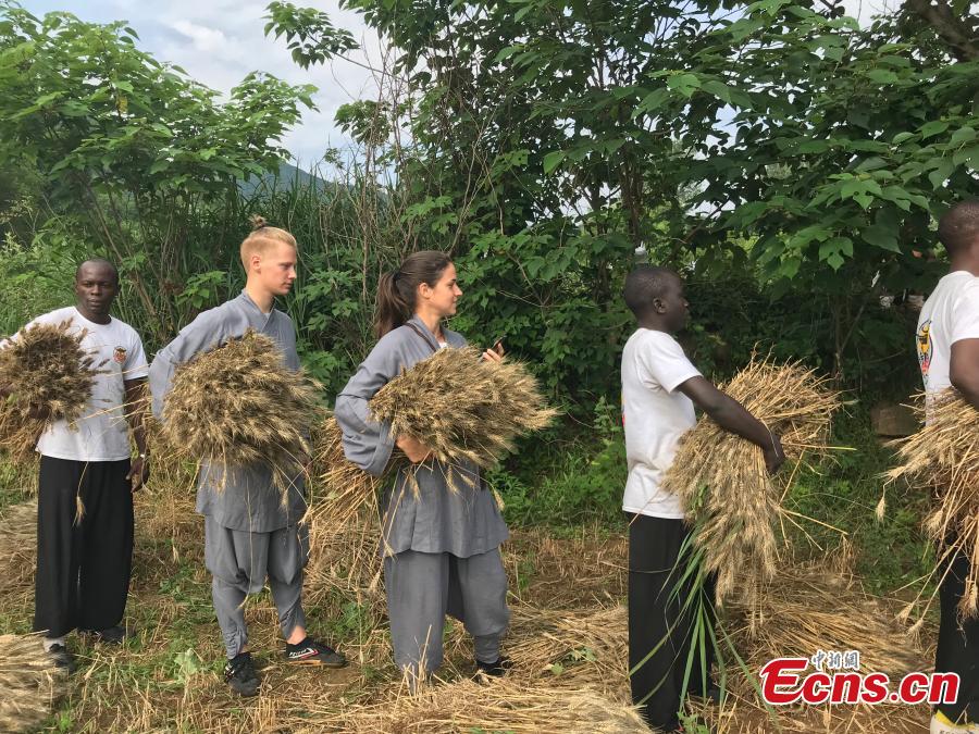 Monks from the Shaolin Temple harvest wheat at a farm in Dengfeng, Henan Province, June 21, 2018. A total of 120 mu, equivalent to eight hectares, of farmland was planted with wheat this year. (Photo: China News Service/Han Zhangyun)