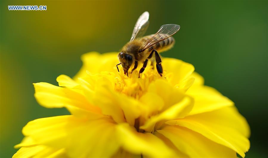 A bee gathers honey on a blooming flower at the Slender West Lake scenic spot in Yangzhou City, east China\'s Jiangsu Province, June 21, 2018. (Xinhua/Meng Delong)