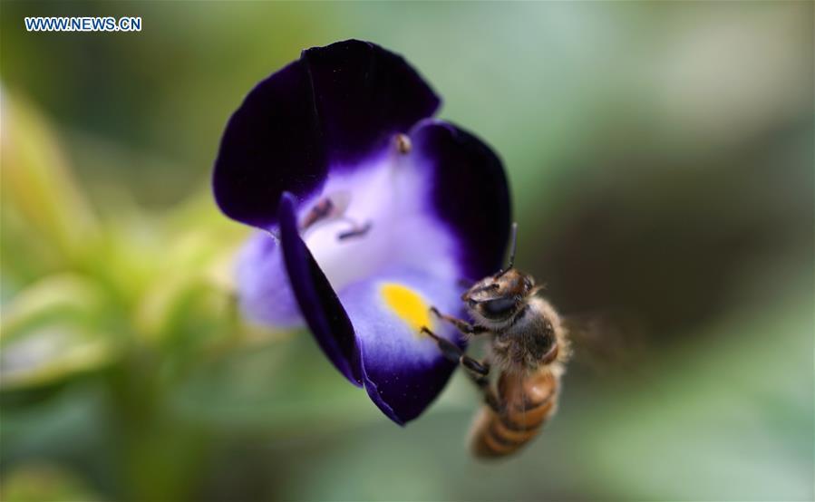 A bee gathers honey on a blooming flower at the Slender West Lake scenic spot in Yangzhou City, east China\'s Jiangsu Province, June 21, 2018. (Xinhua/Meng Delong)
