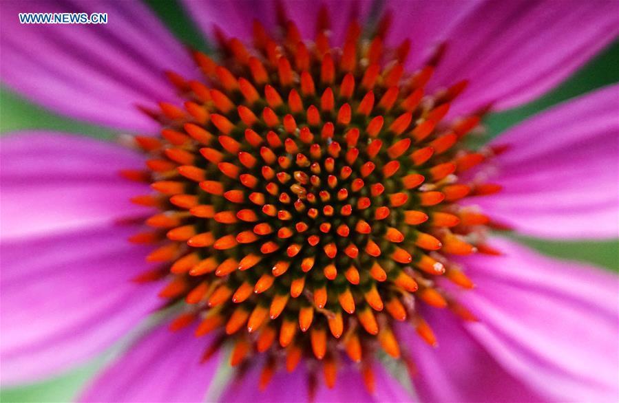 Photo taken on June 21, 2018 shows a blooming flower at the Slender West Lake scenic spot in Yangzhou City, east China\'s Jiangsu Province. (Xinhua/Meng Delong)