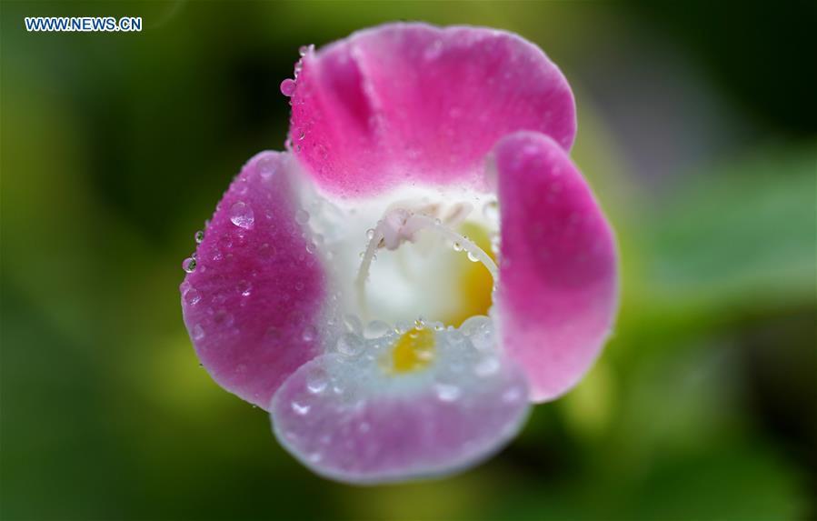Photo taken on June 21, 2018 shows a blooming flower at the Slender West Lake scenic spot in Yangzhou City, east China\'s Jiangsu Province. (Xinhua/Meng Delong)