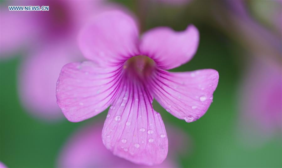 Photo taken on June 21, 2018 shows blooming flowers at the Slender West Lake scenic spot in Yangzhou City, east China\'s Jiangsu Province. (Xinhua/Meng Delong)