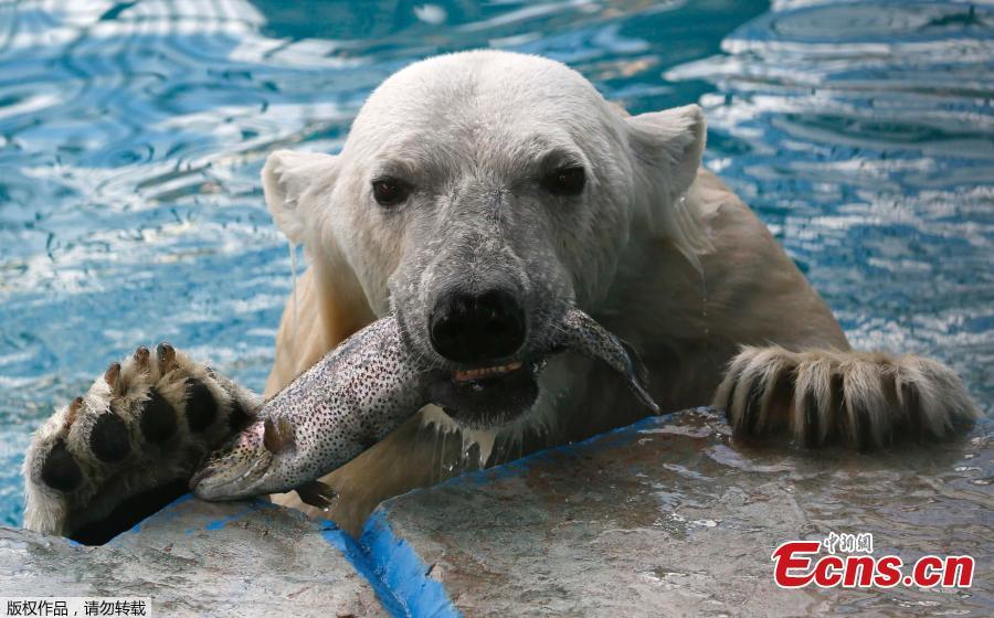 Aurora, an eight-year-old female polar bear, eats a trout in a pool during a hot summer day at the Royev Ruchey zoo in Krasnoyarsk, Russia June 21, 2018. (Photo/Agencies)