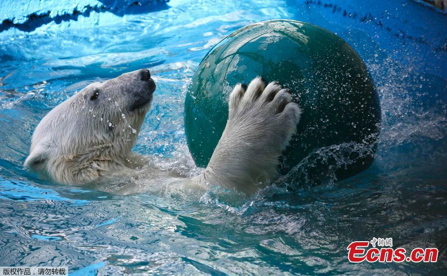 Aurora, an eight-year-old female polar bear, plays with a ball in a pool during a hot summer day at the Royev Ruchey zoo in Krasnoyarsk, Russia. (Photo/Agencies)