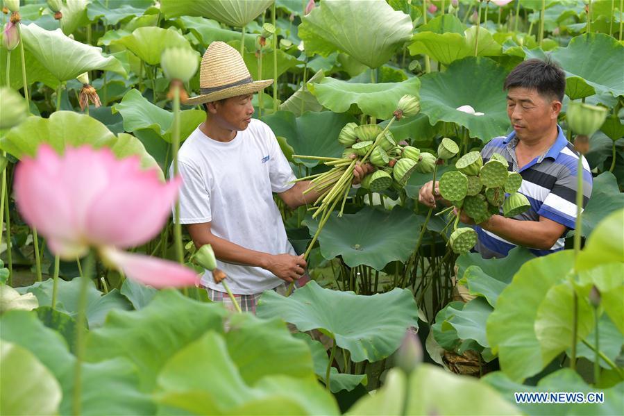 Villagers collect lotus seedpods in Xinzeng Village of Xinjian District of Nanchang City, east China\'s Jiangxi Province, June 22, 2018. To improve benefit, Xinjian District built a 133-hectare lotus plantation base. (Xinhua/Peng Zhaozhi)