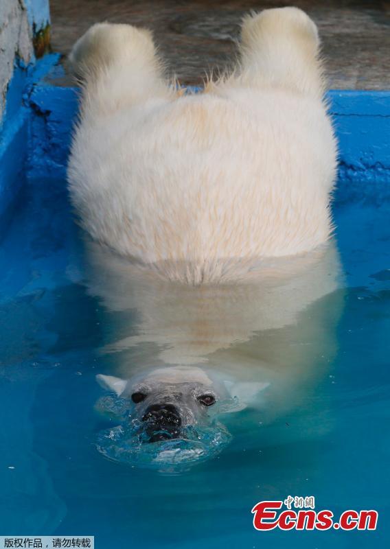 Aurora, an eight-year-old female polar bear, swims in a pool during a hot summer day at the Royev Ruchey zoo in Krasnoyarsk, Russia June 21, 2018. (Photo/Agencies)