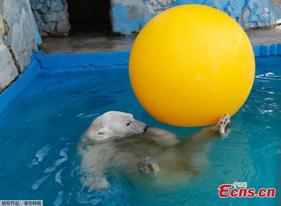Aurora, an eight-year-old female polar bear, plays with a ball in a pool during a hot summer day at the Royev Ruchey zoo in Krasnoyarsk, Russia June 21, 2018. (Photo/Agencies)