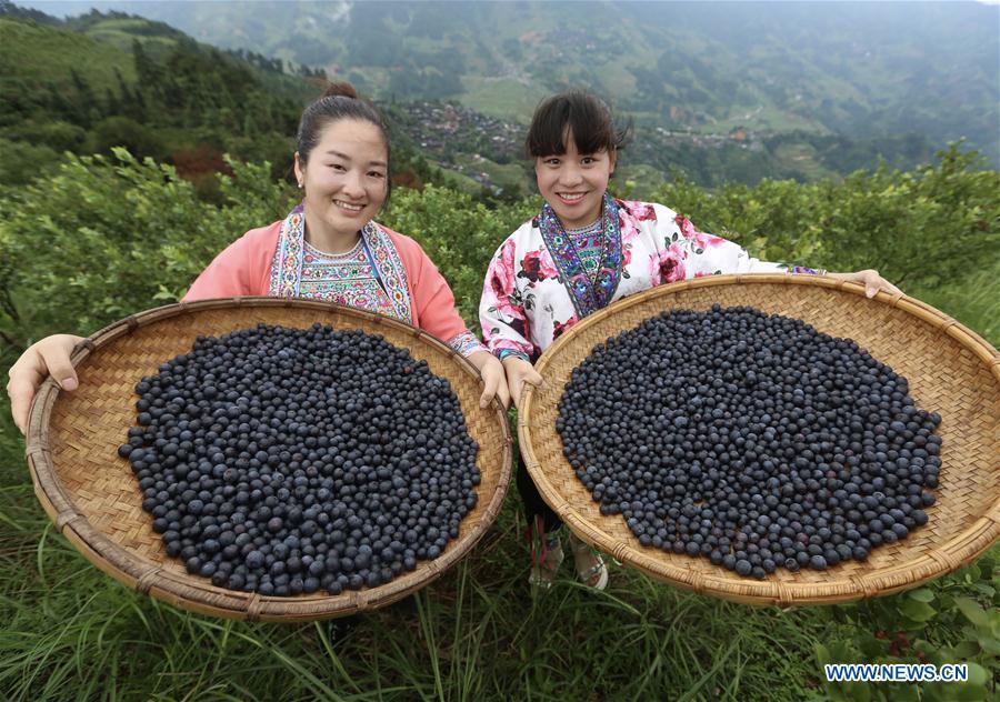 Villagers show newly-picked blueberries at a blueberry planting farm in Gaolan Village in Rongshui Miao Autonomous County, south China\'s Guangxi Zhuang Autonomous Region, June 23, 2018. In recent years, the village has encouraged poverty-stricken villagers to plant blueberry as a way to get rid of poverty. (Xinhua/Huang Xiaobang)